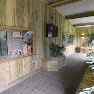 Lion and puma indoor viewing area