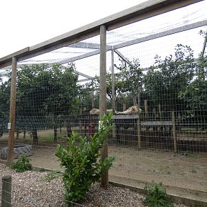 Lion enclosure