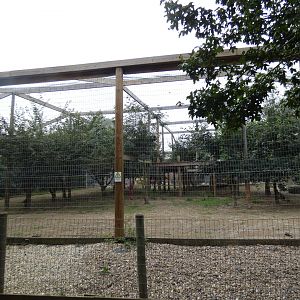 Lion enclosure