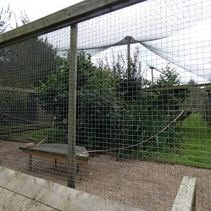 Brown lemur enclosure