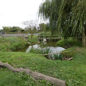 Asian short-clawed otter enclosure