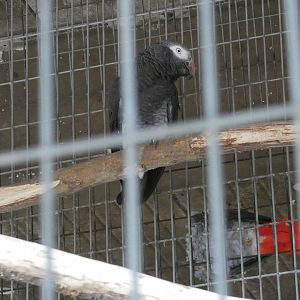 Timneh grey parrot