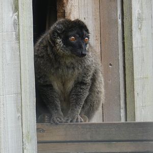 Brown lemur