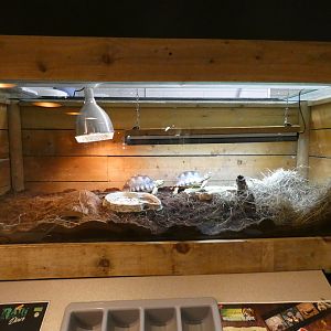 African spurred tortoise display in restaurant