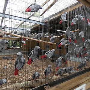 African grey parrots