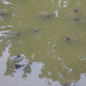 Terrapins