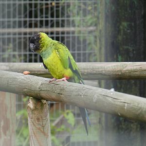 Nanday parakeet
