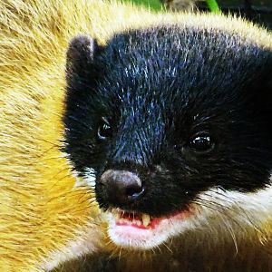 Yellow-Throated Marten