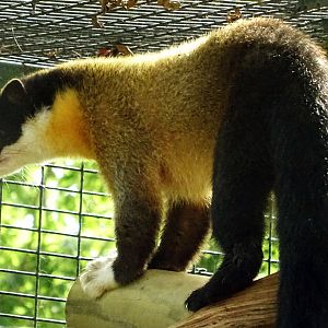 Yellow-Throated Marten