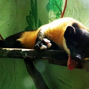 Yellow-Throated Marten