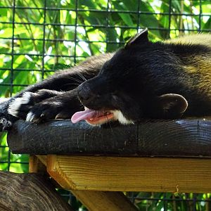 Yellow-Throated Marten