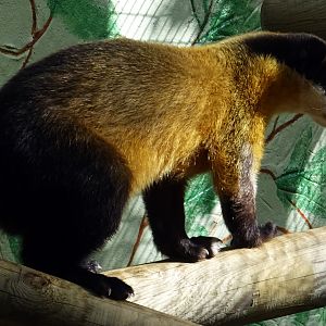 Yellow-Throated Marten