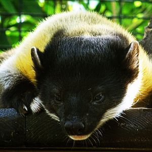 Yellow-Throated Marten