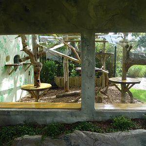Yellow-Throated Marten Enclosure