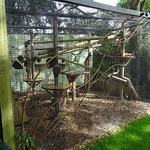 Yellow-Throated Marten Enclosure