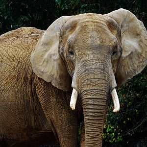 African Elephant