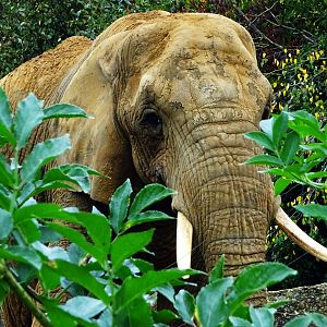 African Elephant