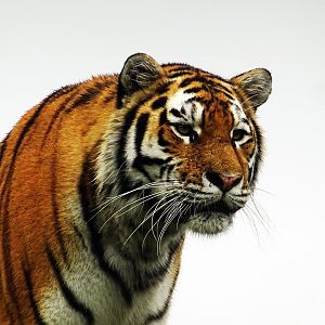 Amur Tiger