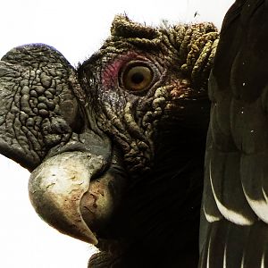 Andean Condor