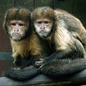 Buffy-Headed Tufted Capuchin