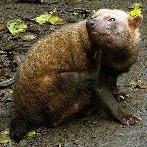 Bush Dog