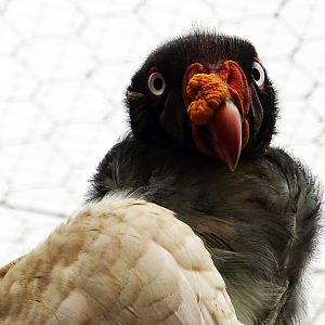 King Vulture