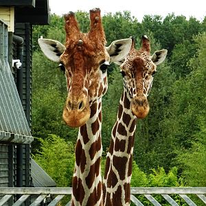 Reticulated Giraffe