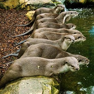 Smooth-Coated Otters