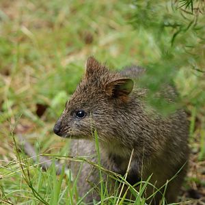 Quokka