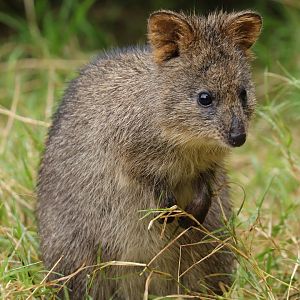 Quokka