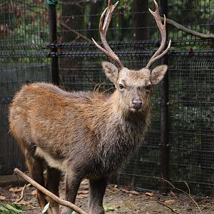 North Honshu Sika Deer (Cervus nippon aplodontus)
