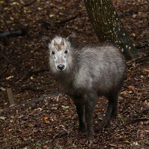 Japanese Serow