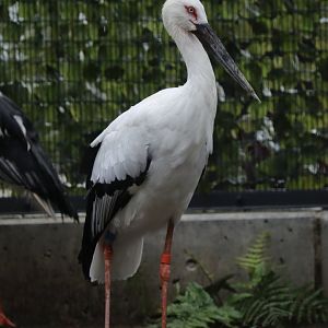 Oriental stork