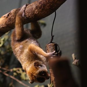 Pygmy slow loris