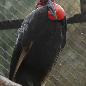 Southern ground hornbill