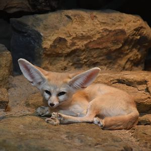 Fennec fox