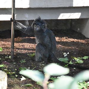 East Javan langur