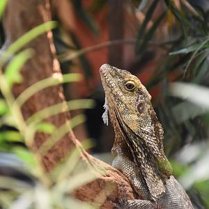 Frilled lizard