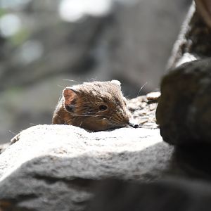 Round-eared elephant shrew