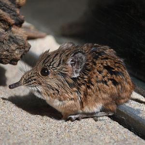 Round-eared elephant shrew