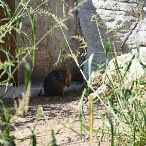 Quokka