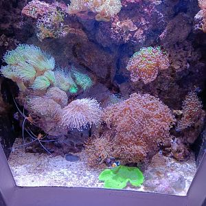 Symbiotic Relationships Tank