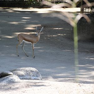 Saharan dorcas gazelle