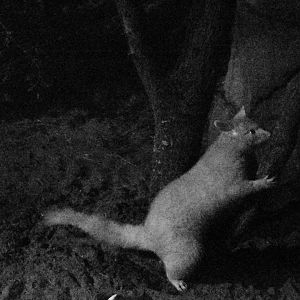 Tasmanian brushtail possum