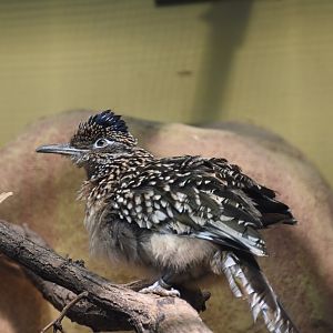 Greater roadrunner