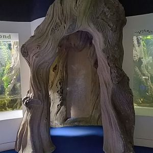 Hollow Tree-themed Viewing area in British Ponds