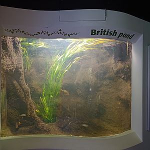 Main Tank in British Ponds