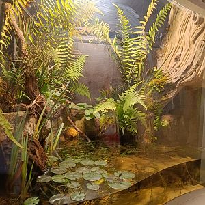 Frog and Toad Paludarium in British Ponds.