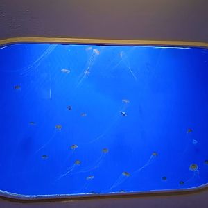 Black Sea Nettle tank