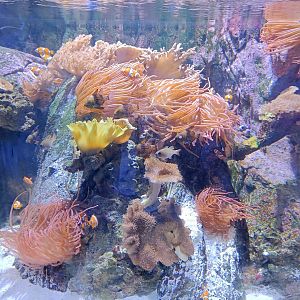 Coral Sea tank